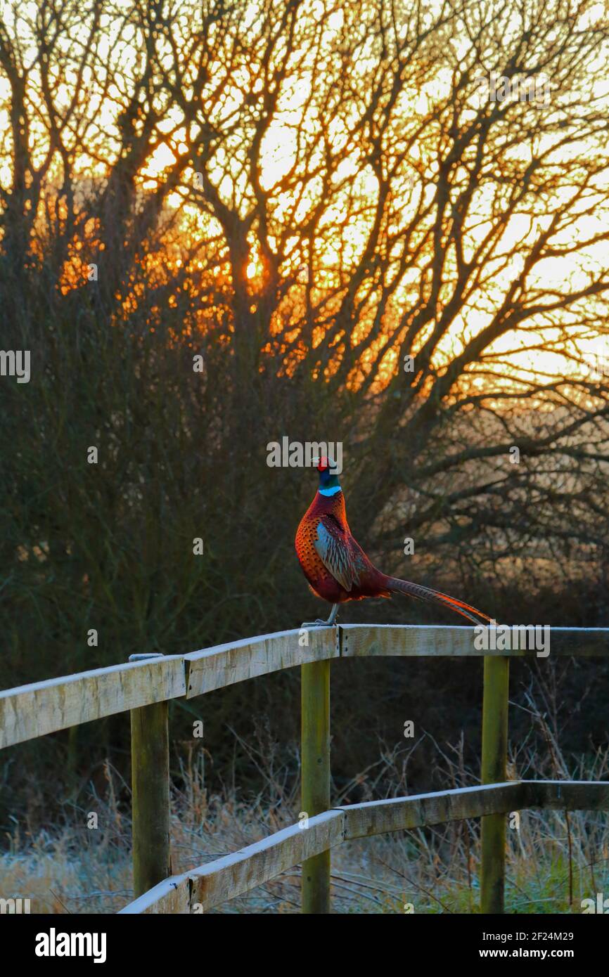 Common pheasant (Phasianus colchicus) standing on the femce at sunrise in Seaton Wetlands Nature Reserve Devon Stock Photo