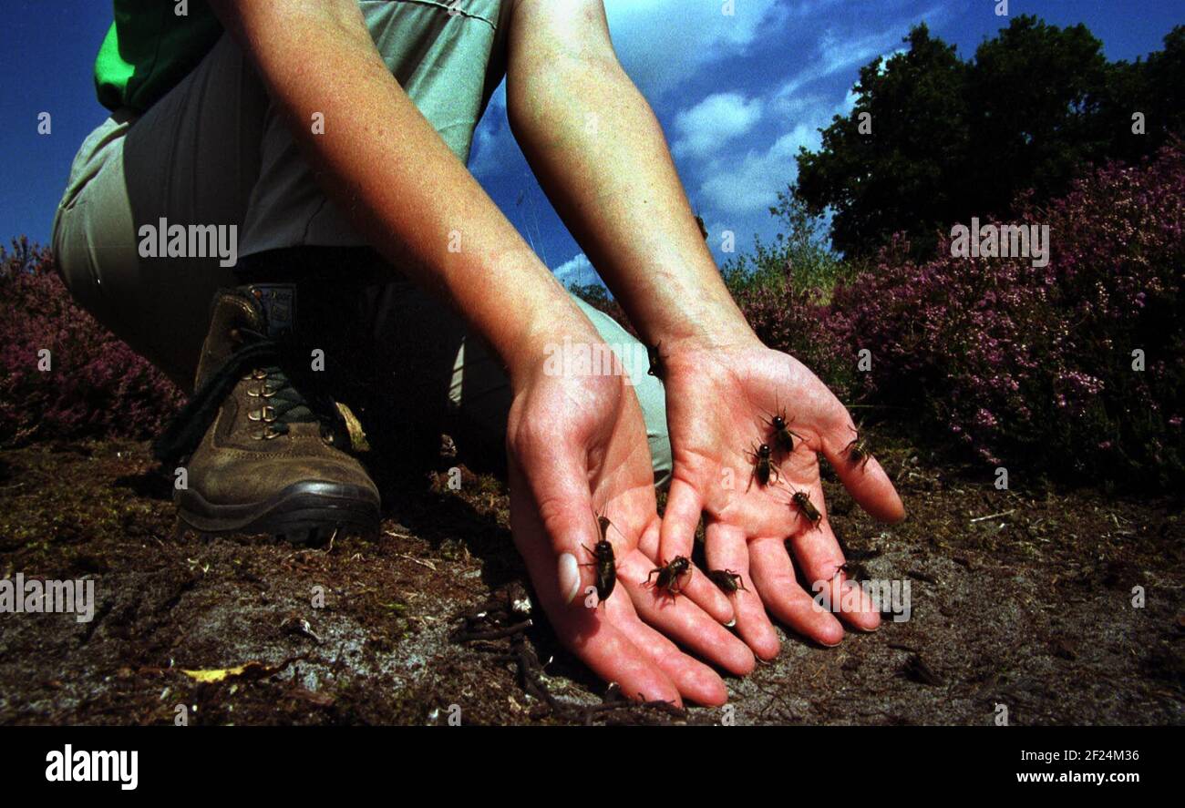 Some of the 2000 captive bred Brittish Field Crickets released in the