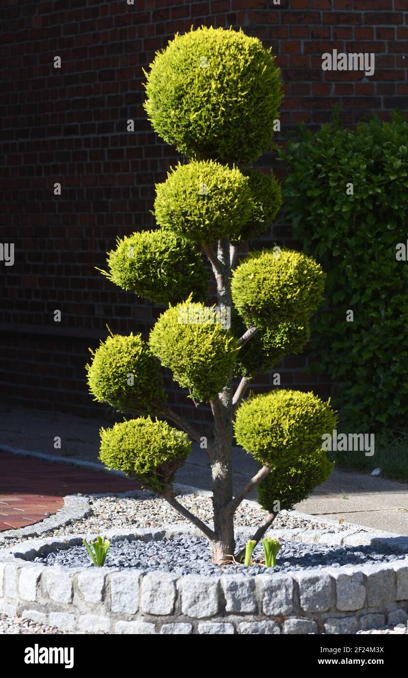 Ordinary boxwood in a modern front yard Stock Photo