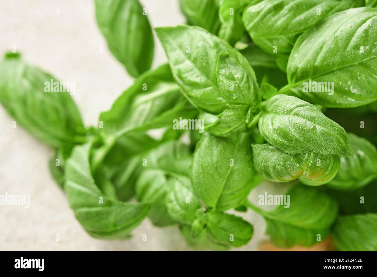 Fresh basil on a light background. Green basil. Food background. Lots