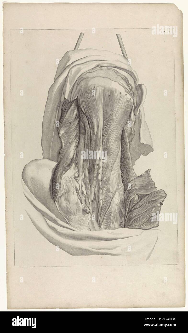 Neck Study Anatomical study of the muscles of a head and neck. At the top right ...