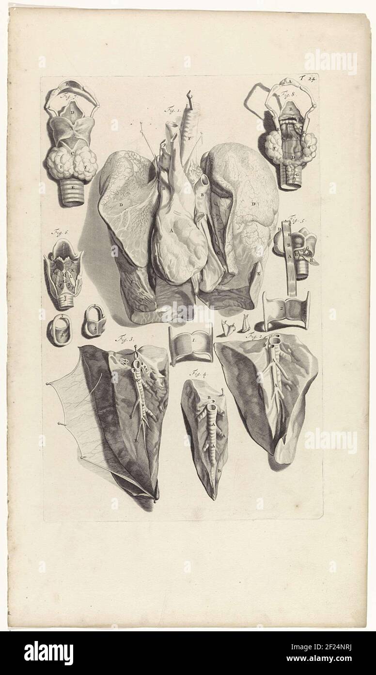 Anatomical study and dissection of the lungs and the larynx. At the top ...