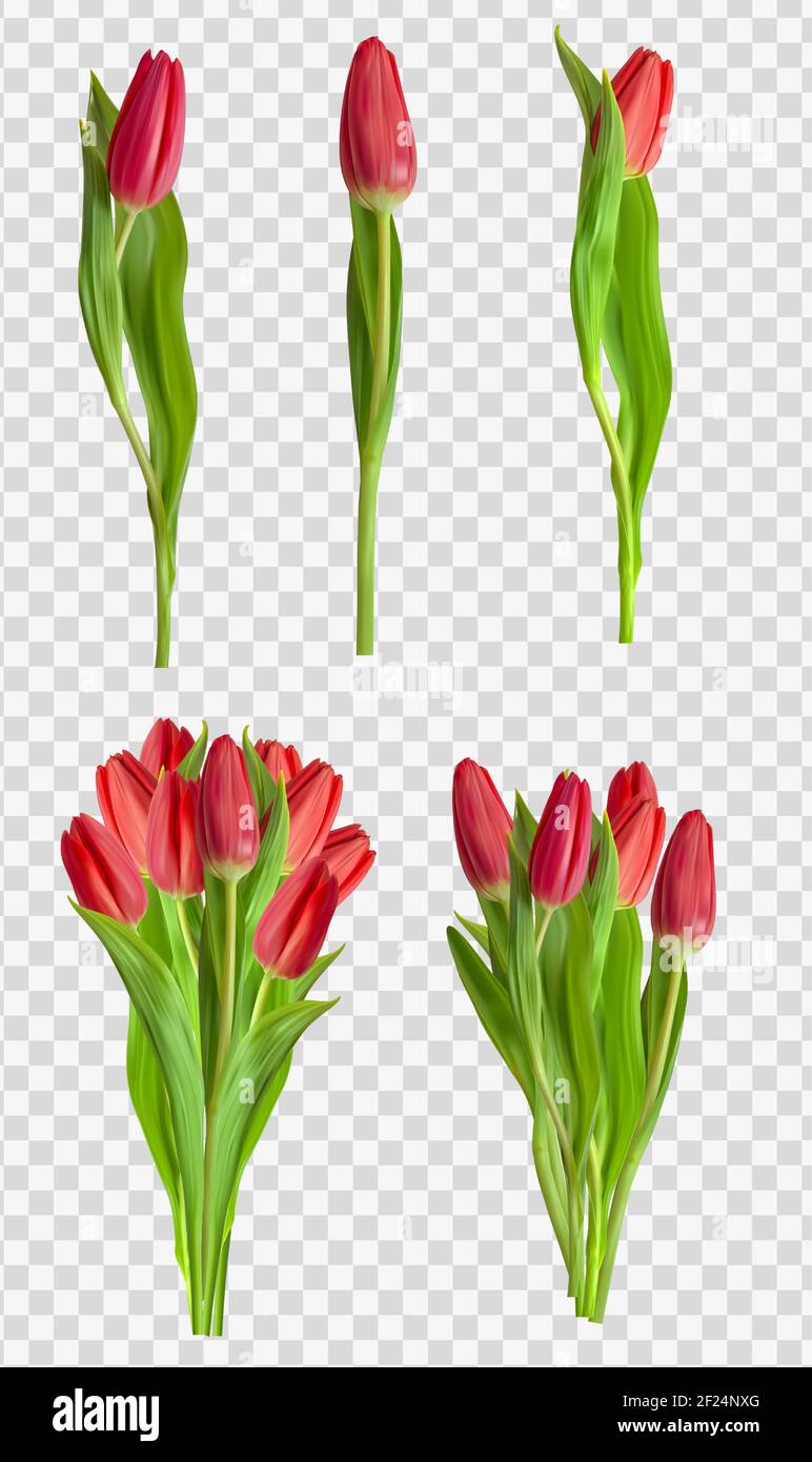 Realistic Red Tulips Flower Set Isolated on Transparent Background ...
