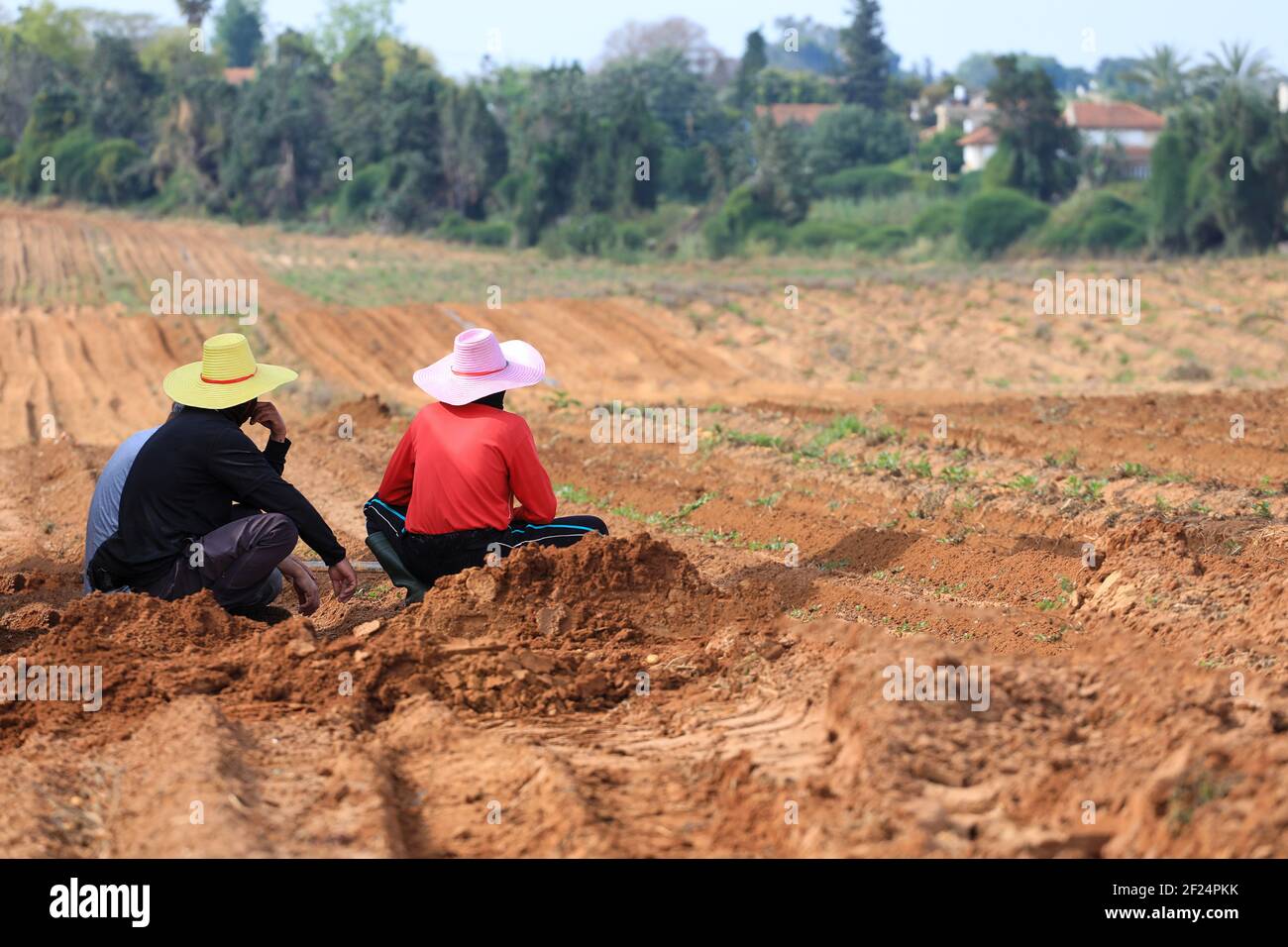 Farmer rest in a plowed potato field. Stock Photo