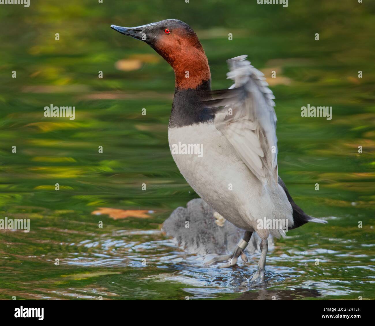 The canvasback is a species of diving duck, the largest found in North