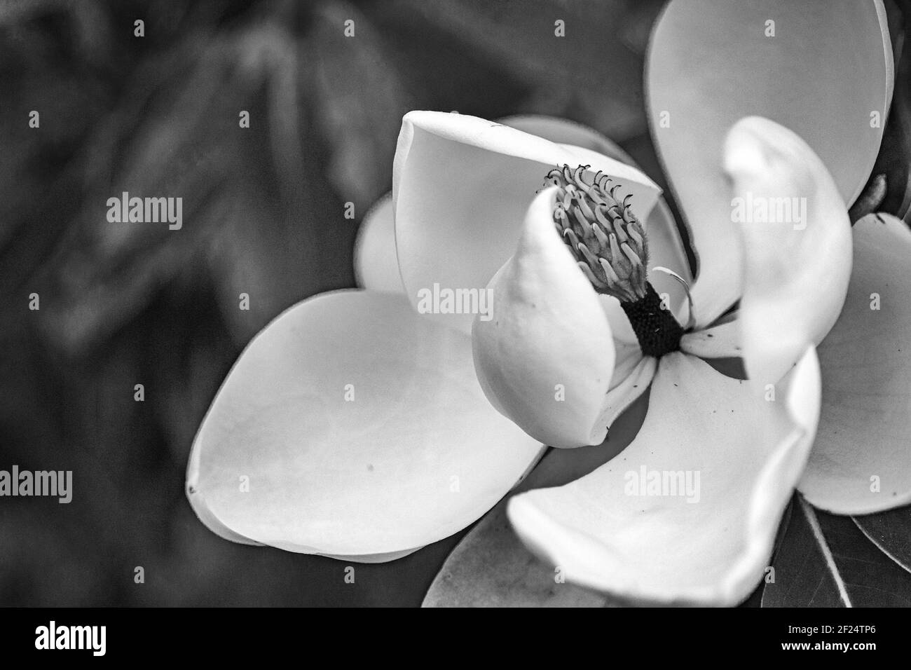 A shot of the Southern Magnolia tree (Magnolia grandiflora) reveals its curving carpals and tepals. Stock Photo