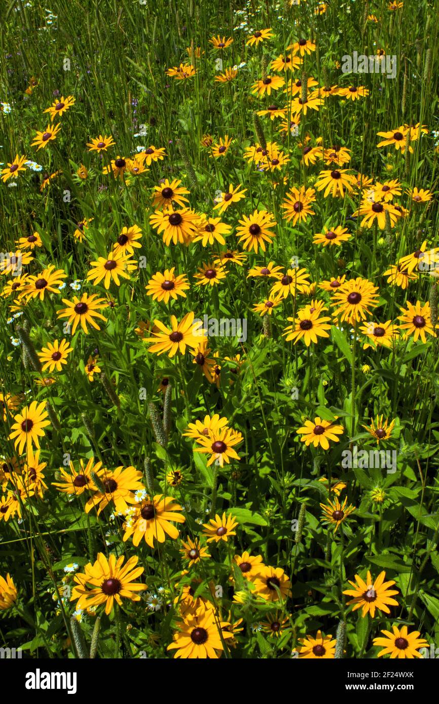 Black-eyed Susan is a ntive wildflower often found growing in old field and wild meadows across eastern and central North America Stock Photo