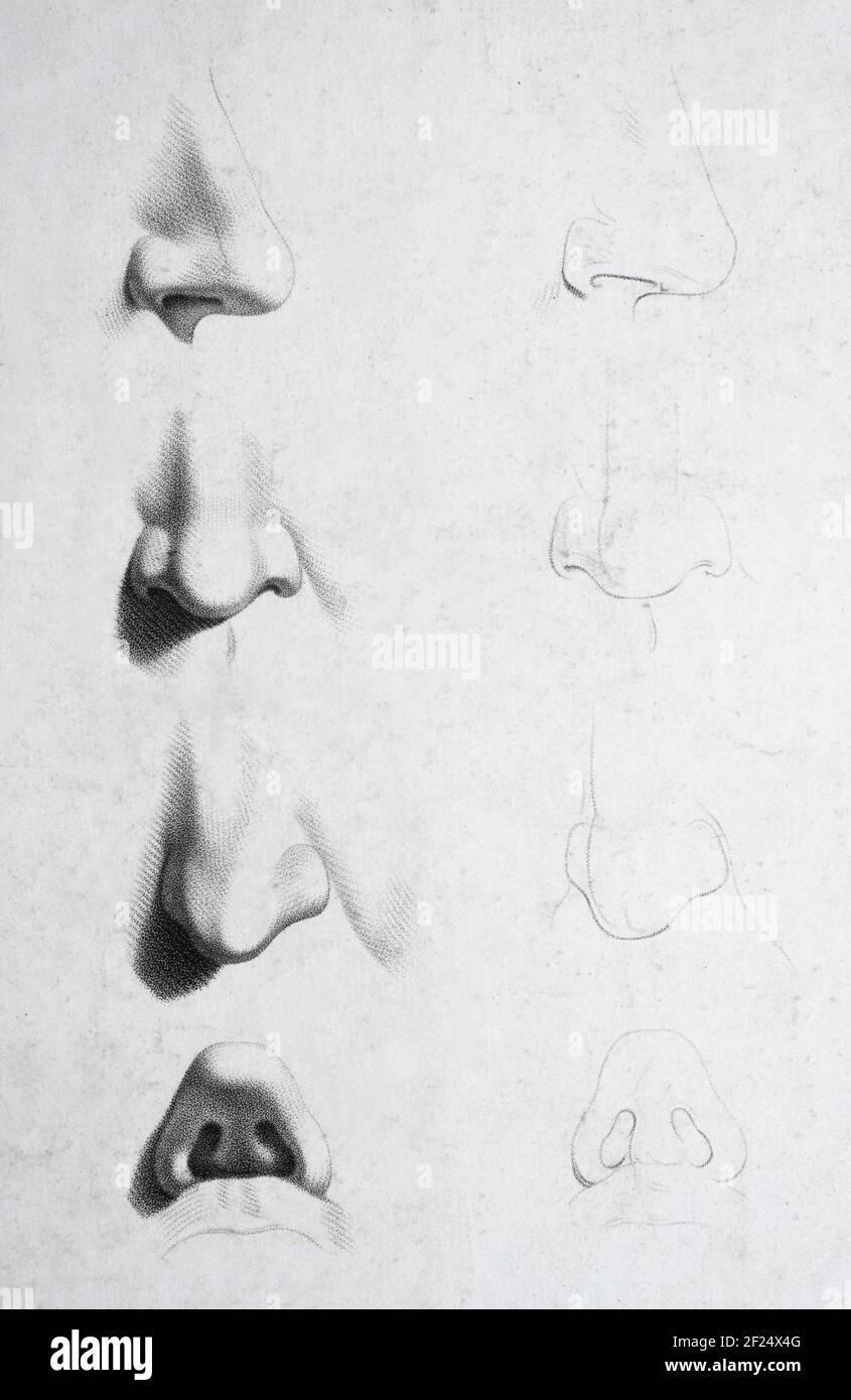 Tutorial Drawing A Human Nose. Drawing A Nose On Paper. Stock Photo,  Picture and Royalty Free Image. Image 147592415.