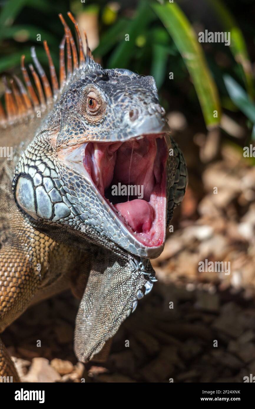 Iguana with Mouth Open Stock Photo