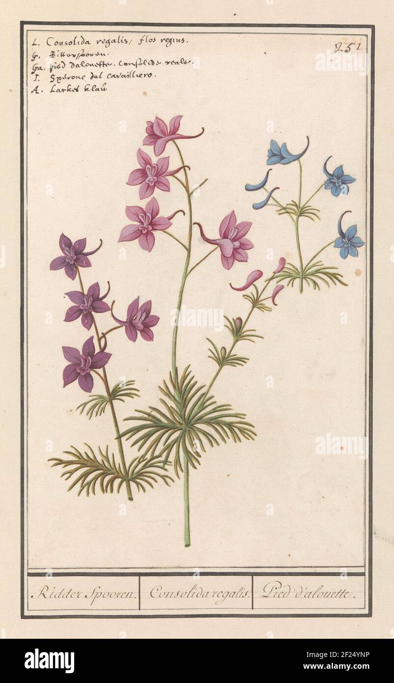 Ridderspoor (Delphinium); Ridder Spooren./ Consolida regalis. / Pied d'alouette.Purple, pink and blue knight track. Numbered at the top right: 251. Above the name in five languages. Part of the third album with drawings of flowers and plants. Tenth of twelve albums with drawings of animals, birds and plants known around 1600, made by Emperor Rudolf II. With explanation in Dutch, Latin and French. Stock Photo