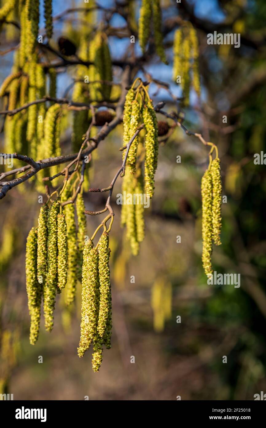 Close-up of spring Alder tree catkins, England Stock Photo
