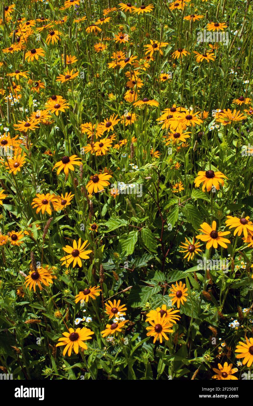 Black-eyed Susan & Daisy Fleabane are two native wildflowers often found growing together in old-fields and wild meadows in the northeast United State Stock Photo