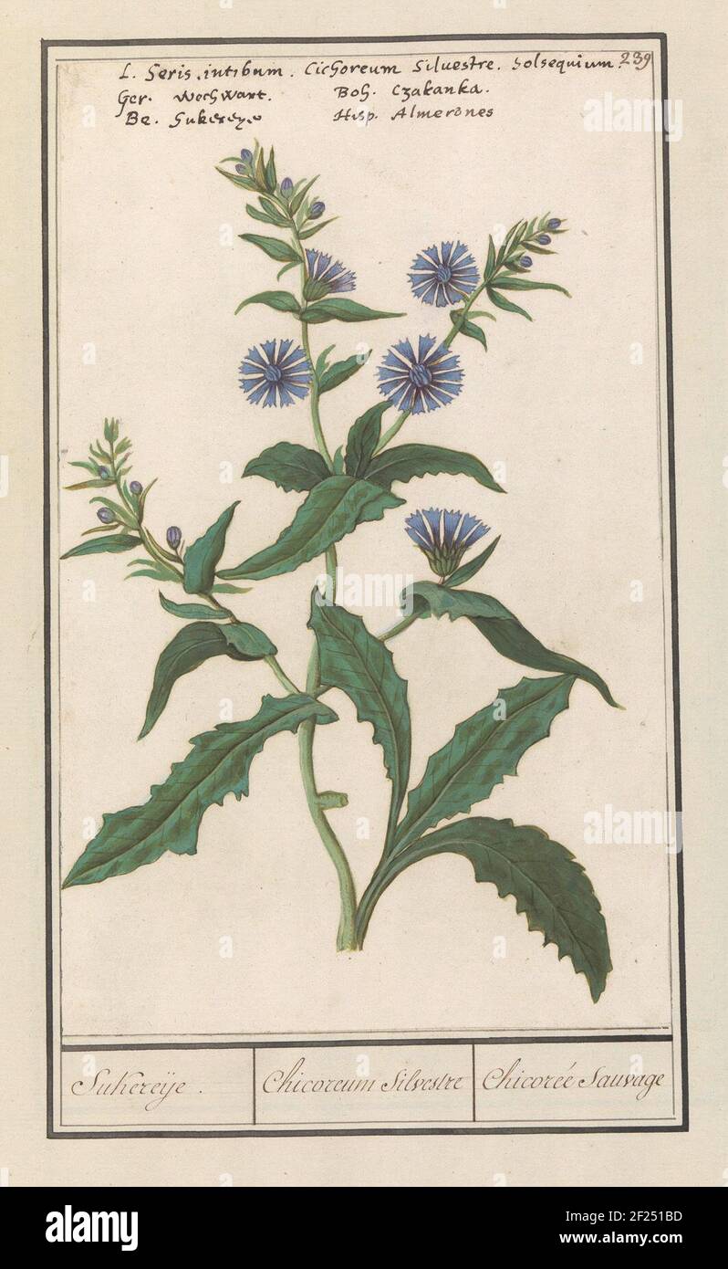 Wild Chicory (Cichorium Intybus); Sukereije. / Chicreum Silvestre / Chicorée Sauvage. Wild chicory or road guard. Numbered at the top right: 239. At the top of the names in five languages. Part of the third album with drawings of flowers and plants. Tenth of twelve albums with drawings of animals, birds and plants known around 1600, made by Emperor Rudolf II. With explanation in Dutch, Latin and French. Stock Photo