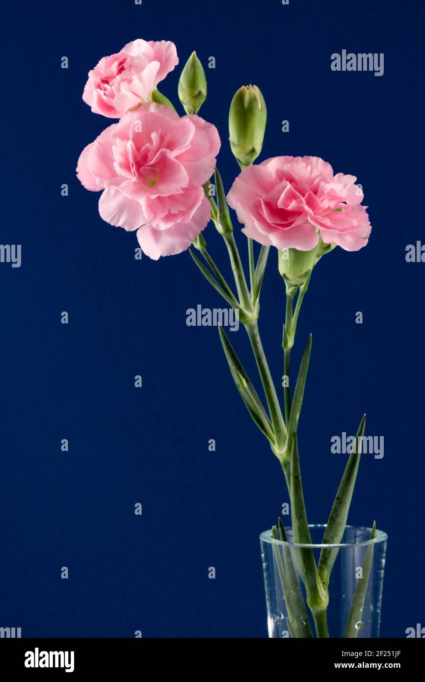 Display of a Small Group of Pinks Stock Photo