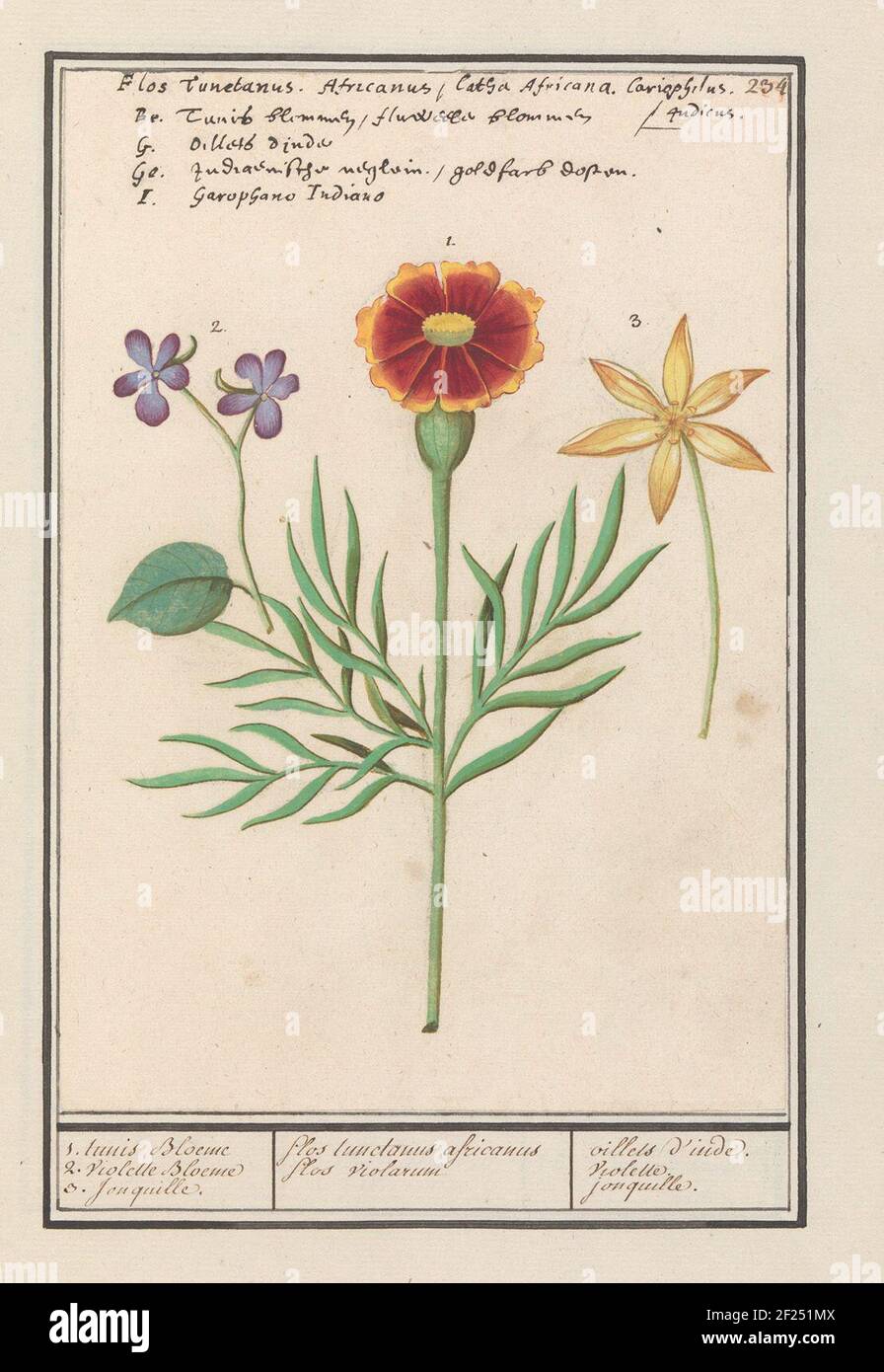 Afrakantje (tagetes), violet (viola) and daffodil (narcissus); 1. Tunis Bloeme 2. Violet Bloeme 3. Jonquille. / Flos Tunctanus Africanus Flos Violalarum / Oillets d'Inde. Violet. Jonquille.A afrakantje, two purple violets and a daffodil or bird milk. Numbered at the top right: 234. At the top of the name in five languages. Part of the third album with drawings of flowers and plants. Tenth of twelve albums with drawings of animals, birds and plants known around 1600, made by Emperor Rudolf II. With explanation in Dutch, Latin and French. Stock Photo
