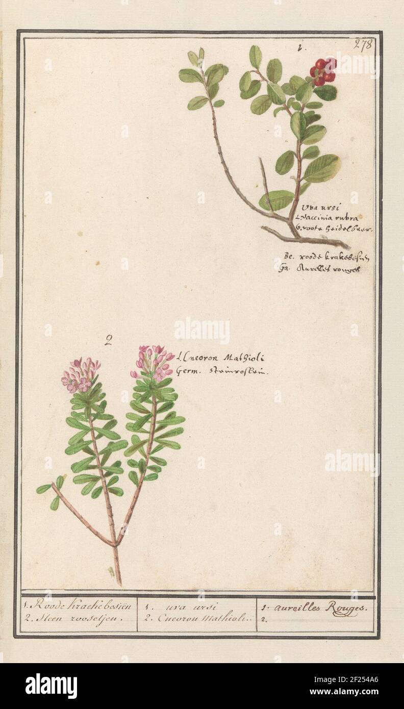 Berendruif (Arctostaphylos Uva-Ursi) and sharp pepper boompje (Daphne Cneorum); 1. Roode Kraecke Besiën 2. Stone Roosjen. / 1. Uva Ursi 2. Cneoron Mathioli. / 1. Aureilles Rouges. 2..bering grape and sharp pepper tree or teen rose. Numbered at the top right: 278. With the names in different languages. Part of the third album with drawings of flowers and plants. Tenth of twelve albums with drawings of animals, birds and plants known around 1600, made by Emperor Rudolf II. With explanation in Dutch, Latin and French. Stock Photo