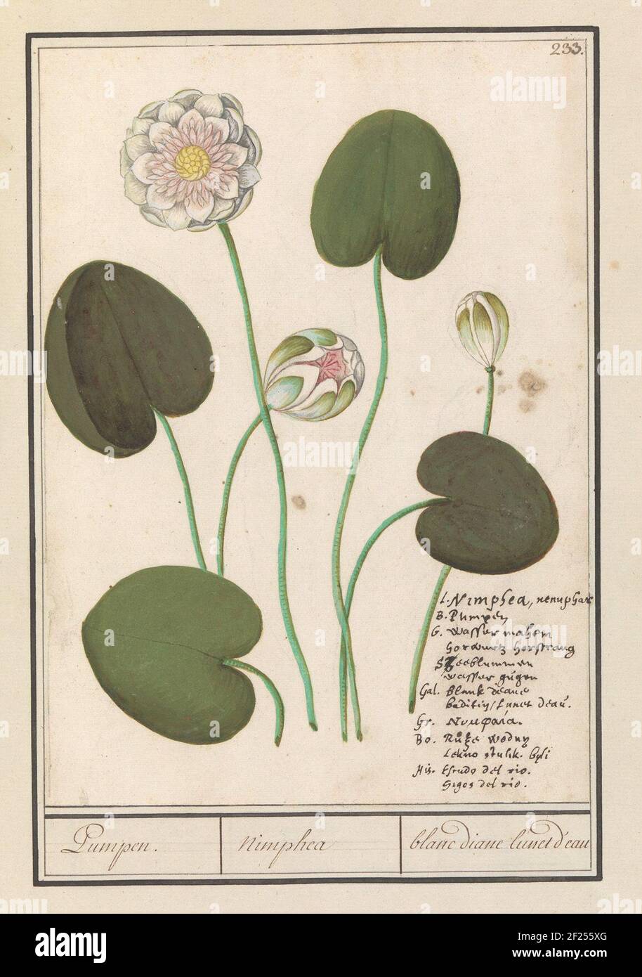 White water lily (Nymphaea alba); Pumping. / Nimphea / Blanc Diane Lunet d'eau.waterlelie, probably the white water lily. Numbered at the top right: 233. At the bottom right The name in seven languages. Part of the third album with drawings of flowers and plants. Tenth of twelve albums with drawings of animals, birds and plants known around 1600, made by Emperor Rudolf II. With explanation in Dutch, Latin and French. Stock Photo