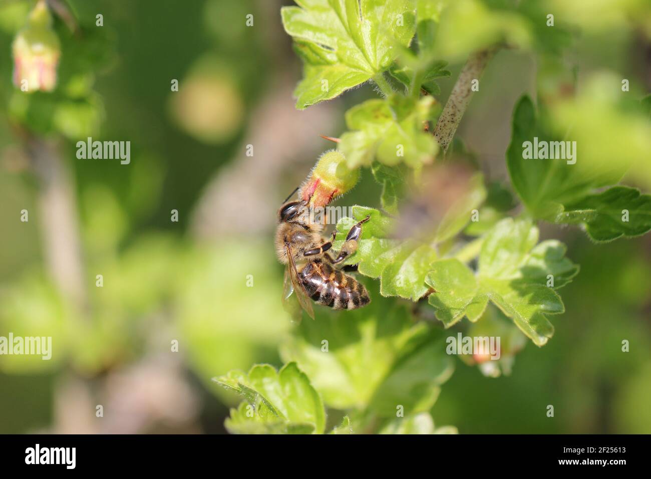 Bee on a Leaf collecting Nectar Stock Photo