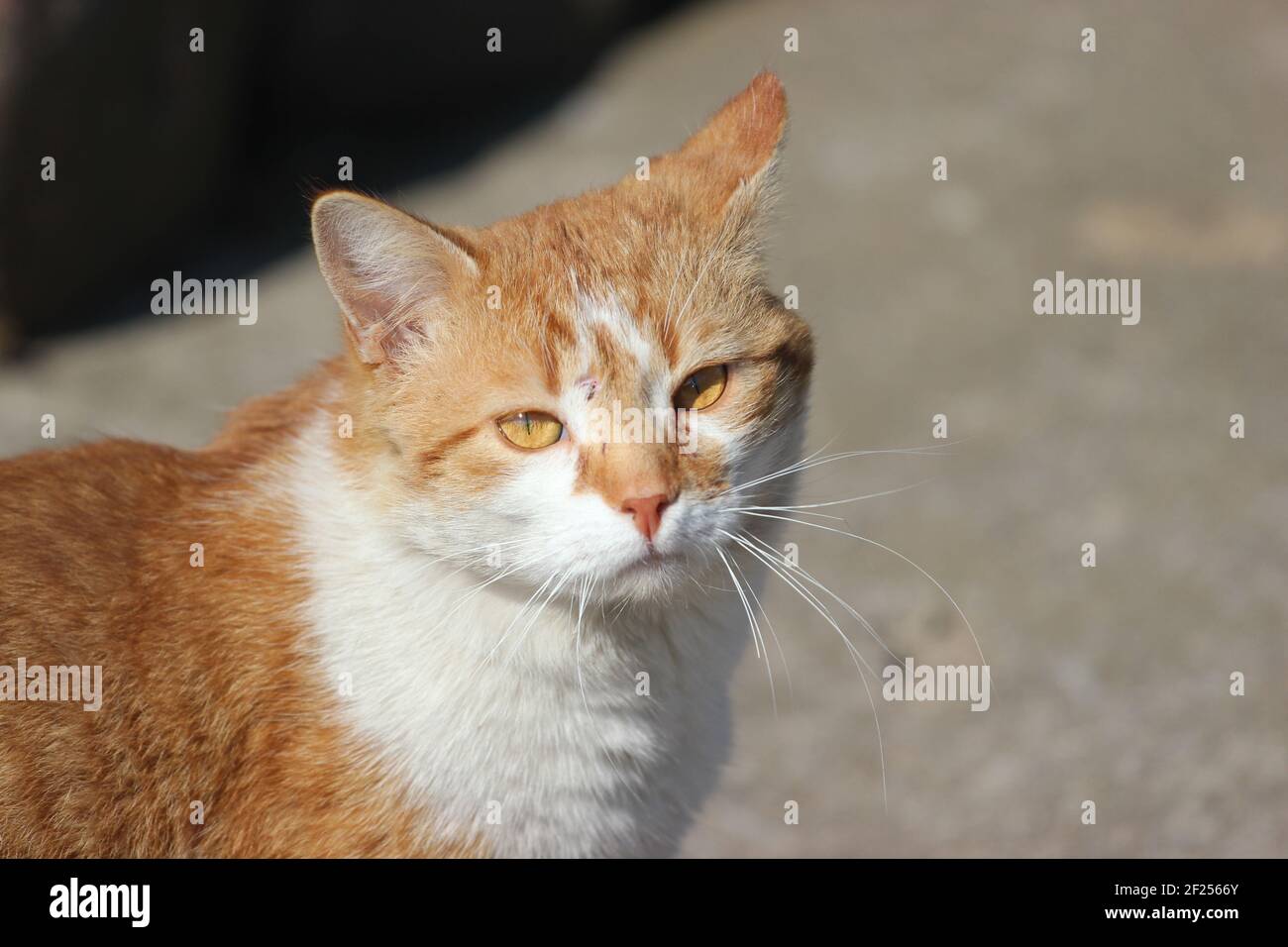 Close up Portrait of a Red Cat Stock Photo