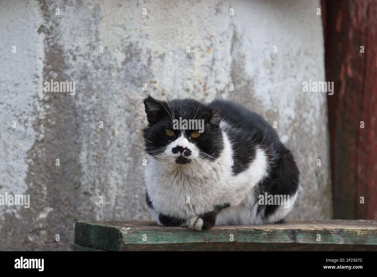 Old Black and White Cat Stock Photo