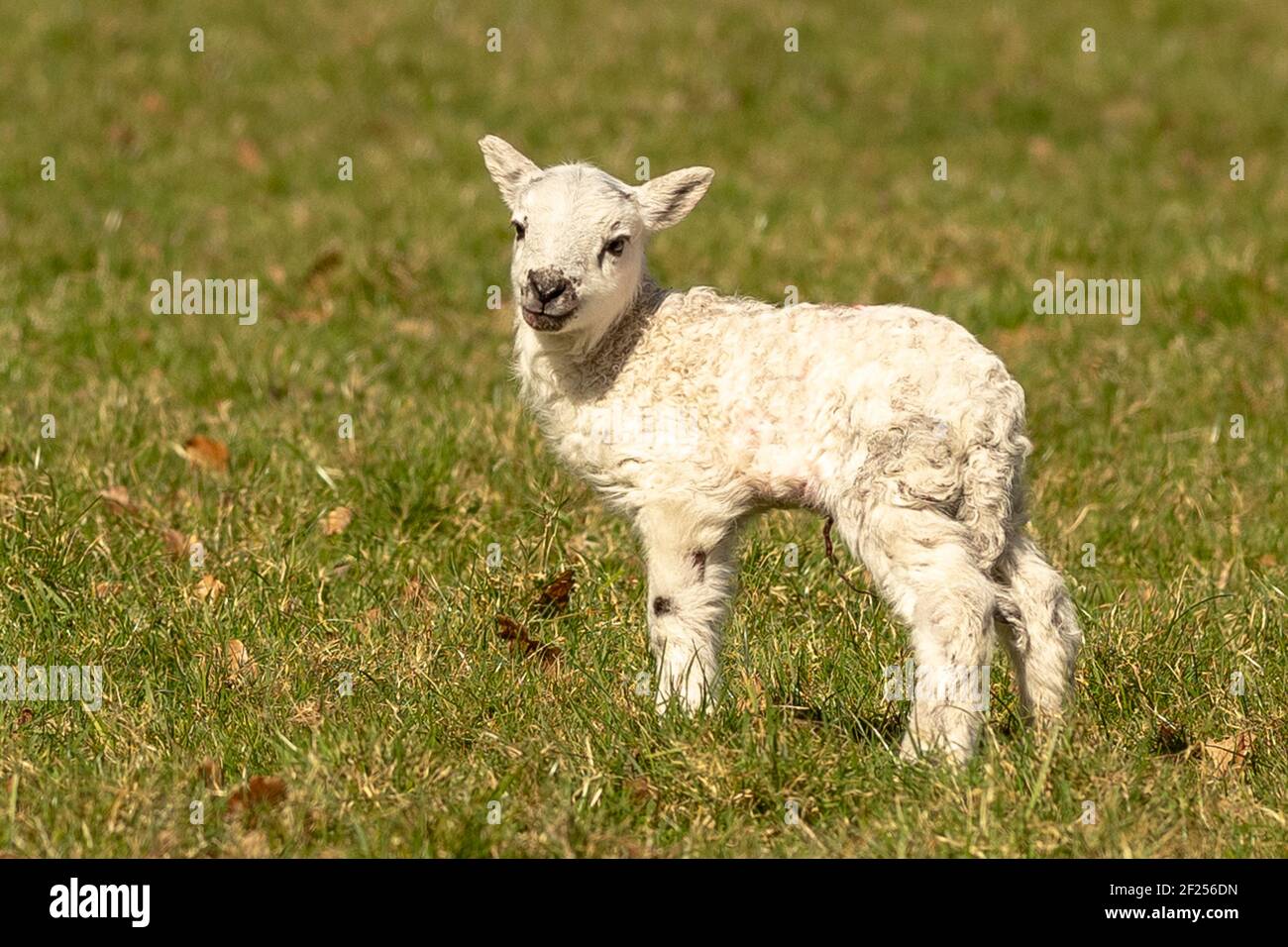 Welsh Lambs Stock Photo