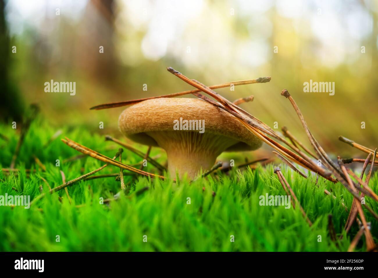 Forest mushroom paxillus on green moss with pine needles. Toxic mushroom. Macro Stock Photo