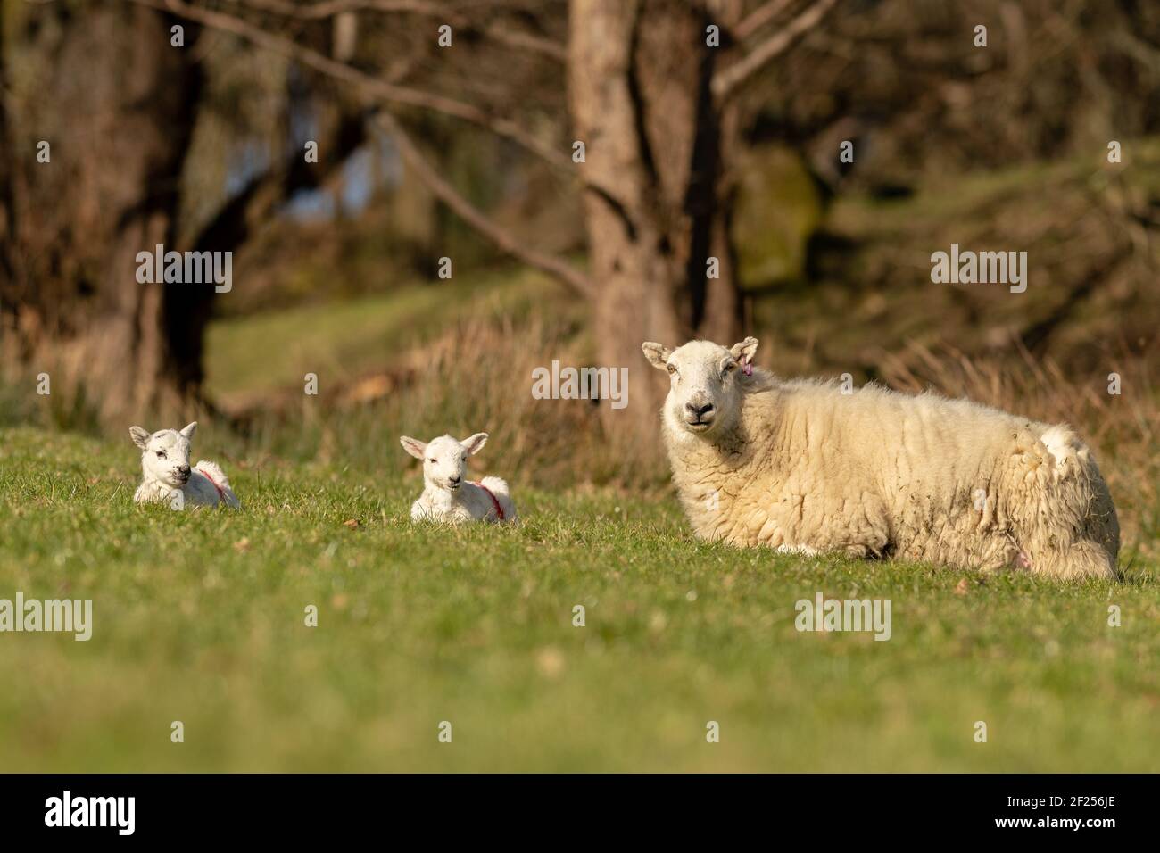 Welsh Lambs Stock Photo