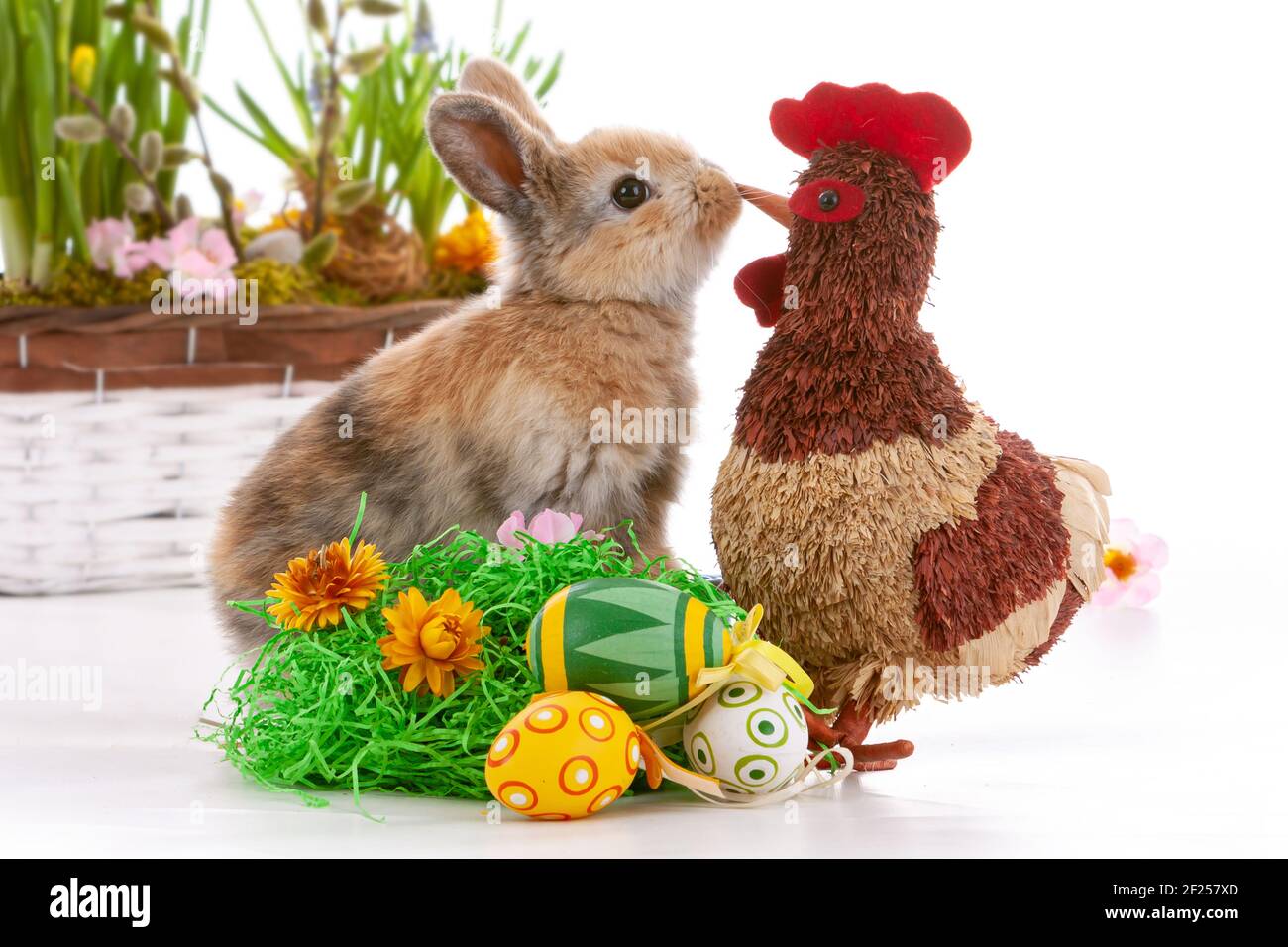 Cute dwarf rabbit with Easter motif on a white background. Stock Photo