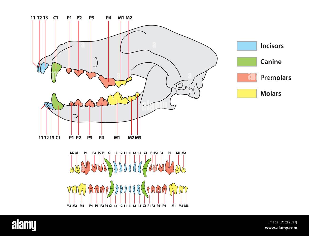Construction of a dog tooth dental formula Stock Vector