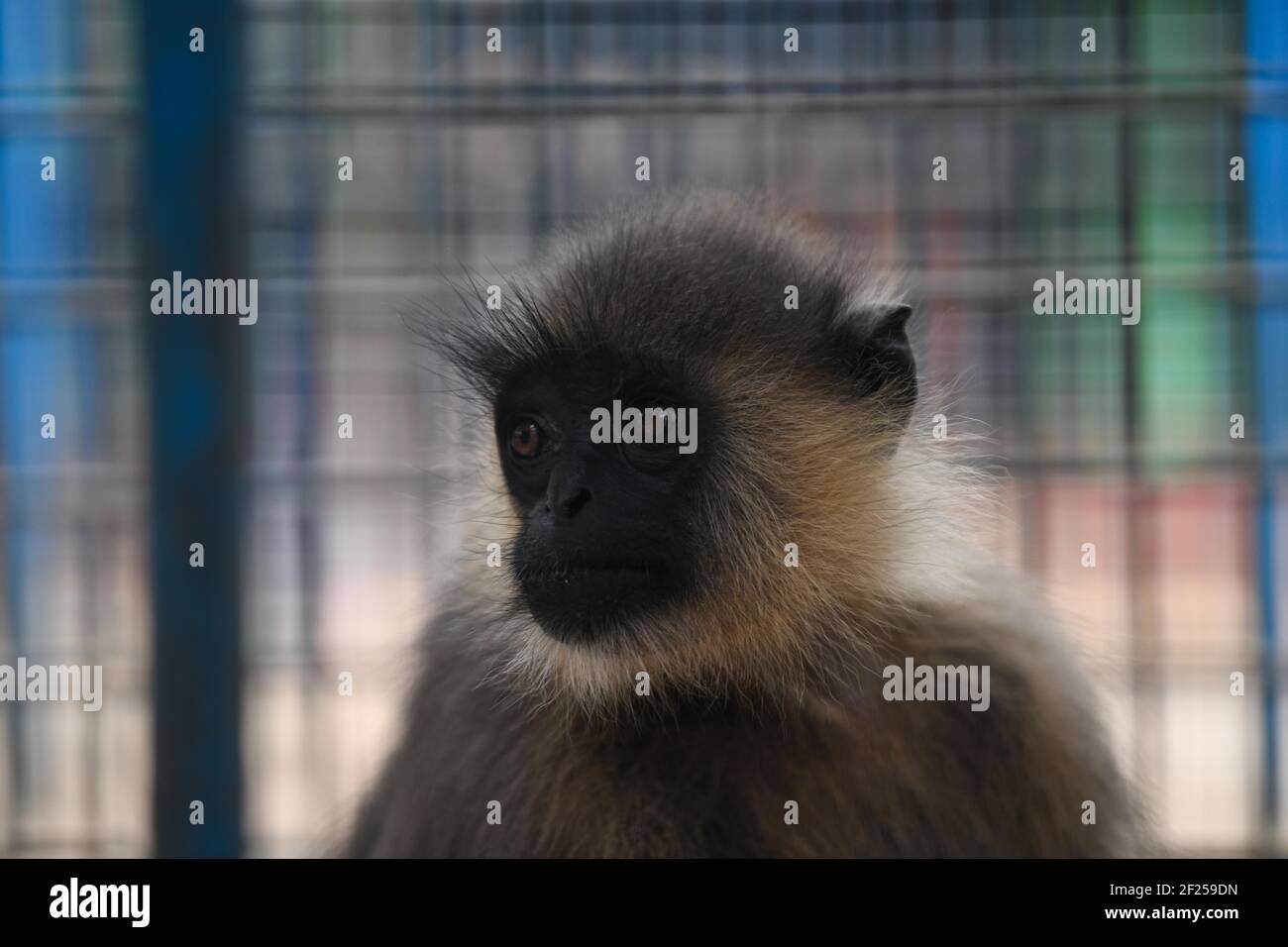 A Monkey is seen in an enclosure in Dhaka National Zoo is located in the Mirpur section of Dhaka, the capital city of Bangladesh. The zoo contains many native and non-native A Monkey is seen in an enclosure in Dhaka National Zoo is located in the Mirpur section of Dhaka, the capital city of Bangladesh. The zoo contains many native and non-native