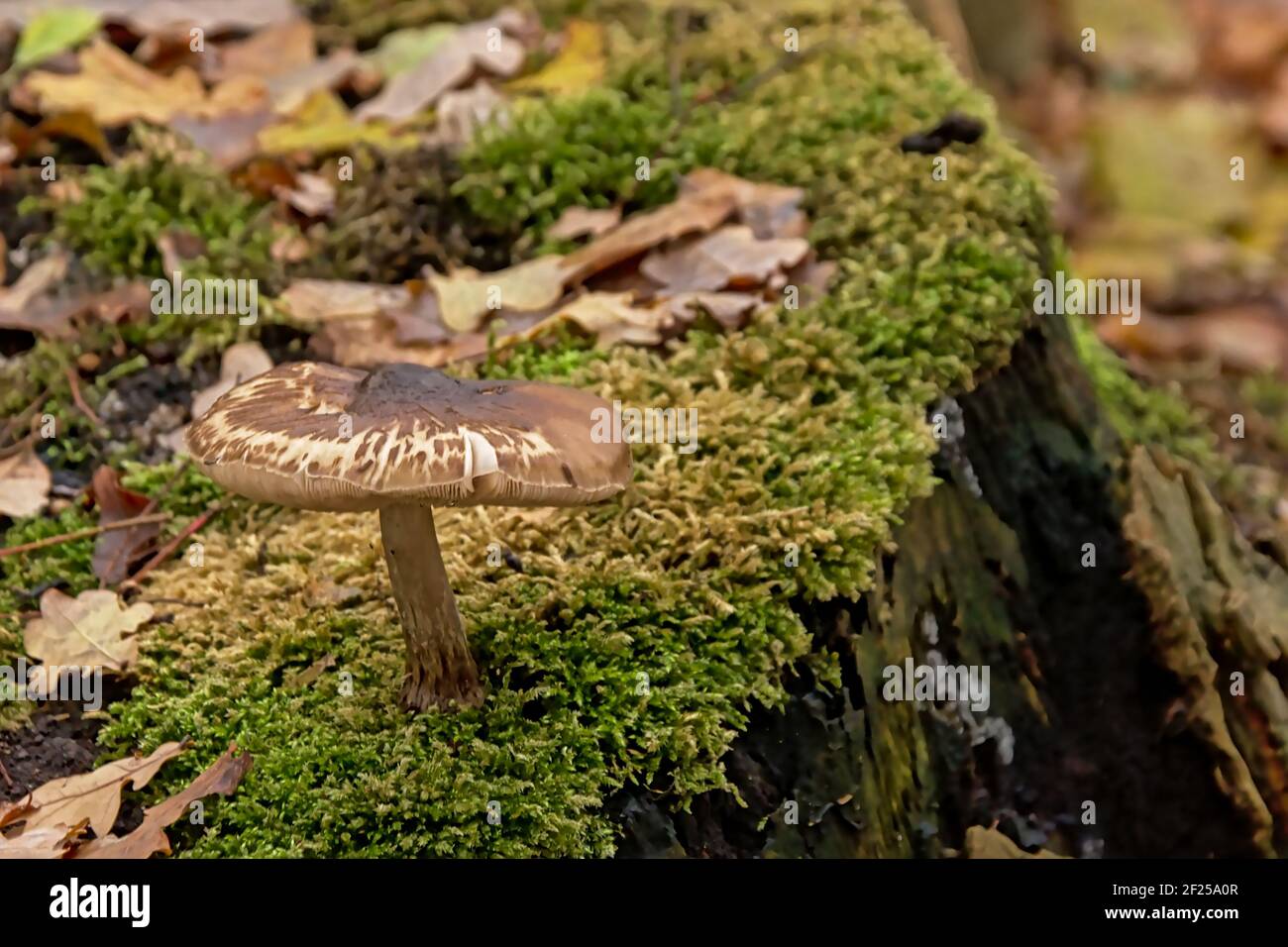 deadly dapperling mushroom growing on a tree trunk - Lepiota brunneoincarnata Stock Photo