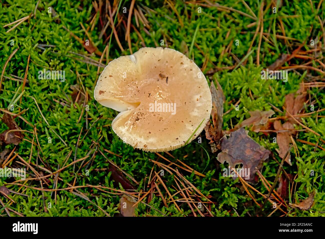 Shiny wet white russula mushroom in between moss on the forest floor, Stock Photo
