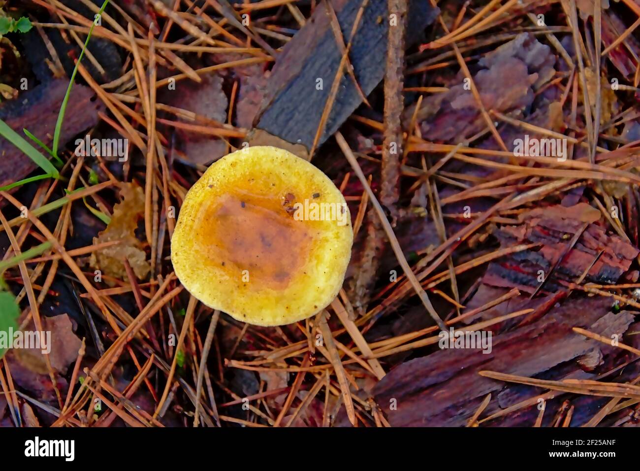 False chanterelle mushroom on the forest floor - Hygrophoropsis aurantiaca Stock Photo