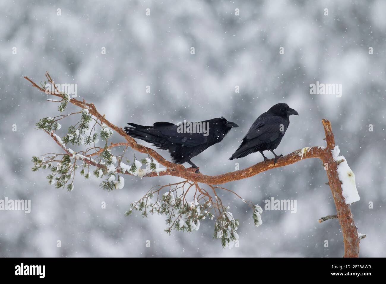 Common ravens / northern raven (Corvus corax) pair perched in spruce tree in winter during snow shower Stock Photo