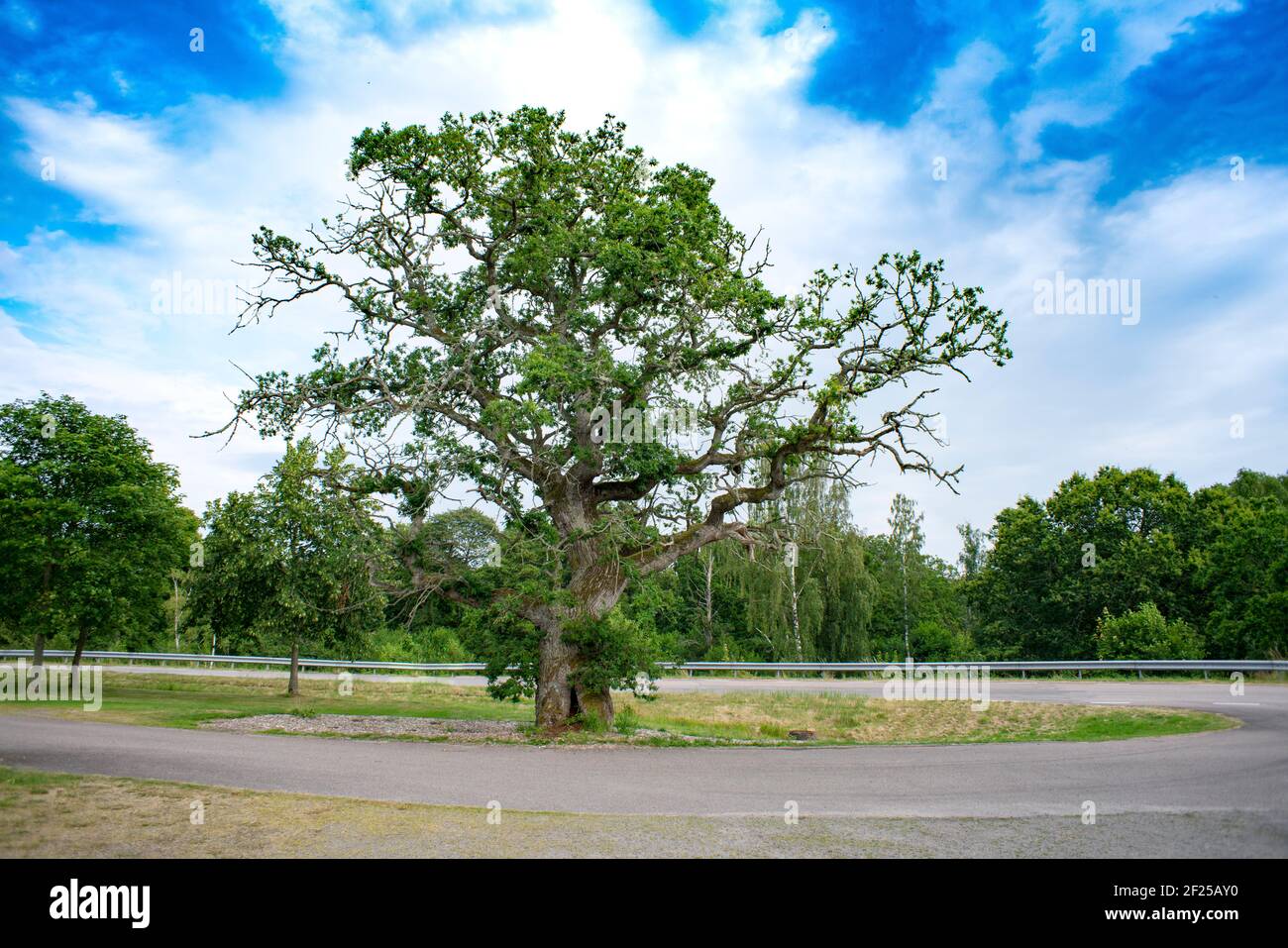 500 years old Big Oak Tree During summer Outside Hallarnas local community center south of Falkenberg Municipality in Boberg. Stock Photo