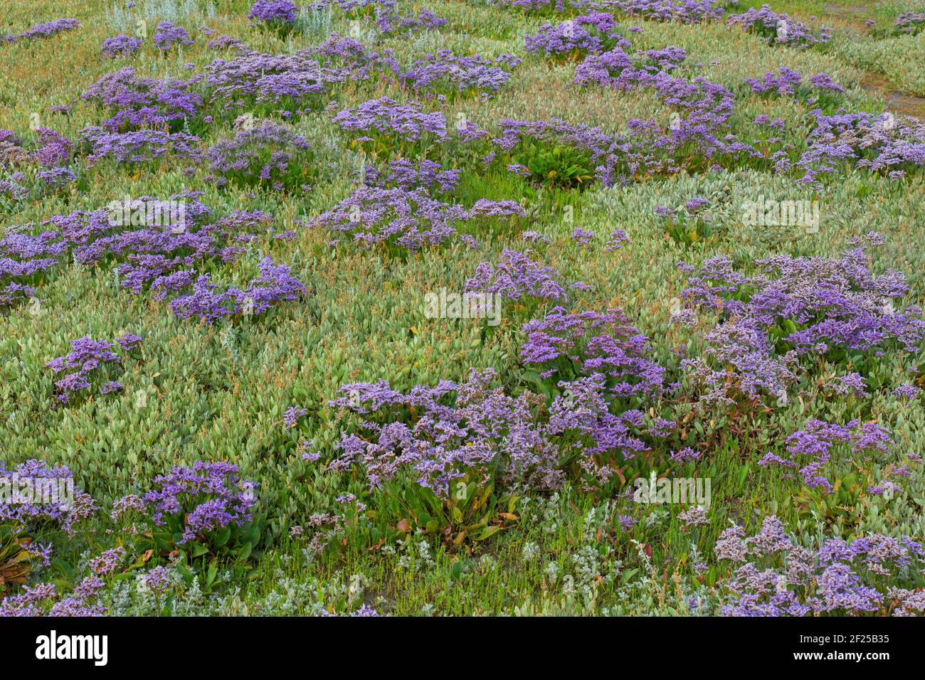 Common sea-lavender (Limonium vulgare) flowering in saltmarsh in summer Stock Photo