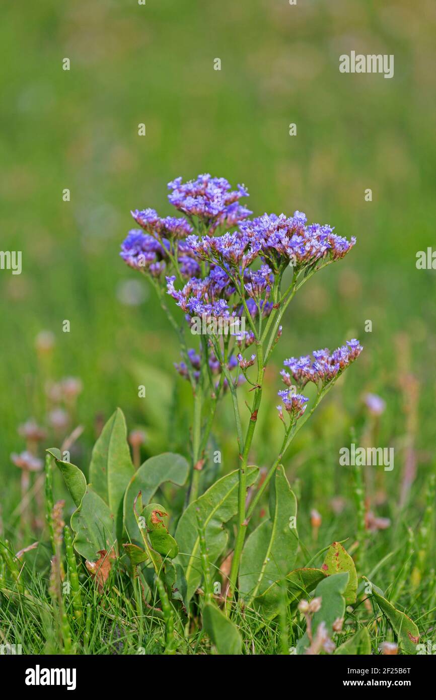 Common sea-lavender (Limonium vulgare) flowering in saltmarsh in summer Stock Photo