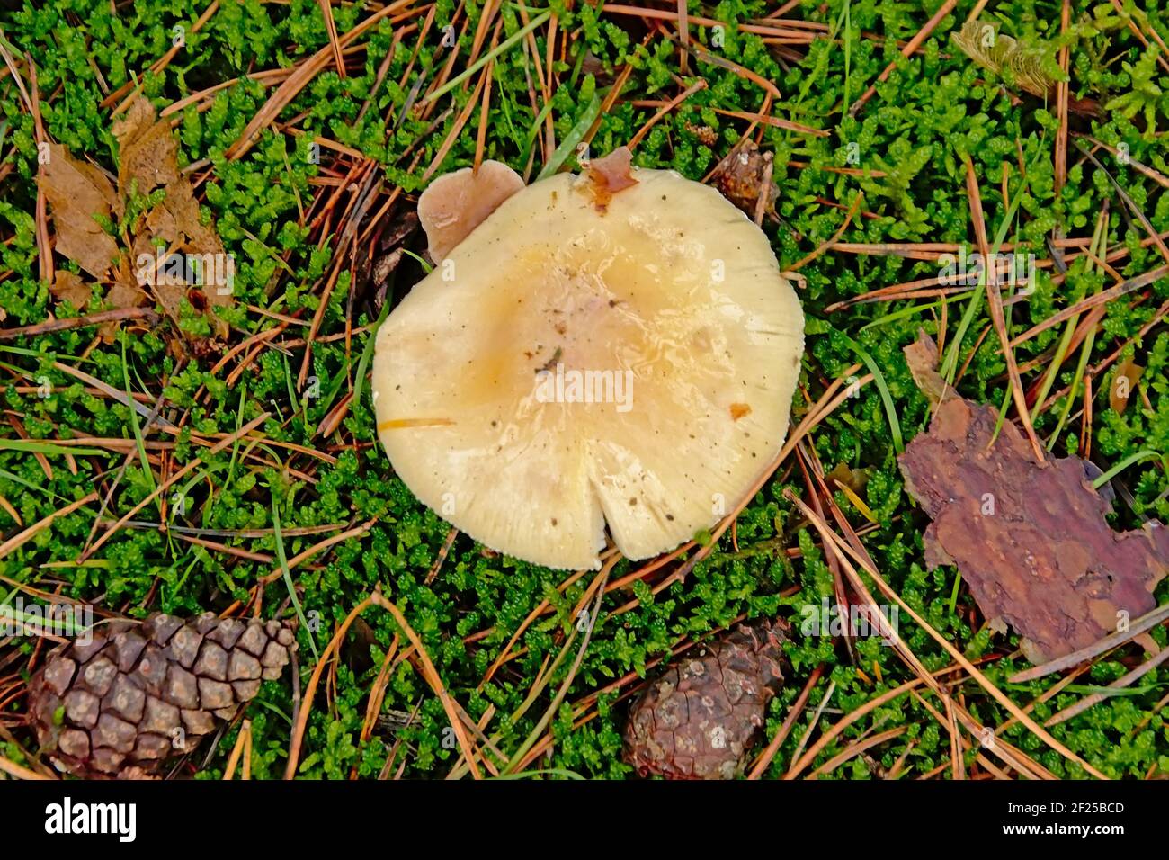 Shiny wet white russula mushroom in between moss on the forest floor, Stock Photo