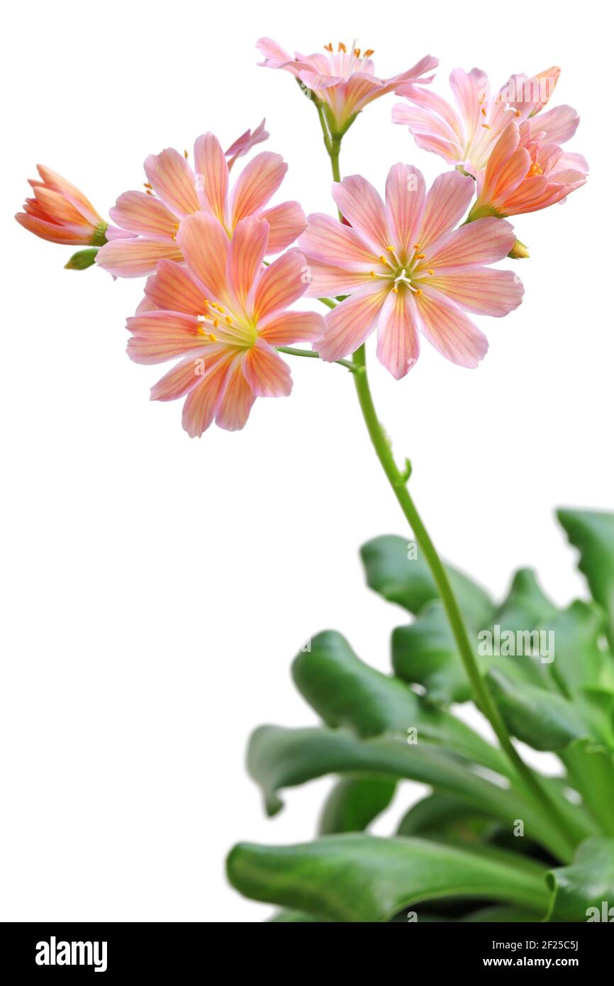 lewisia cotyledon, cliff maids, siskiyou lewisia, moutain dreams