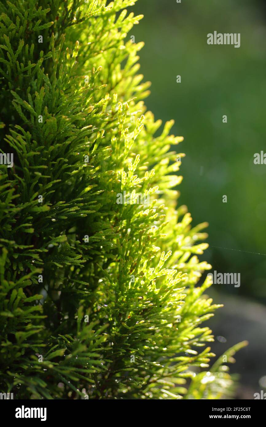 Western gold emerald thuja macro, young plant on the background of spring garden and trees, vertical, closeup. Landscape design and eco farming concep Stock Photo