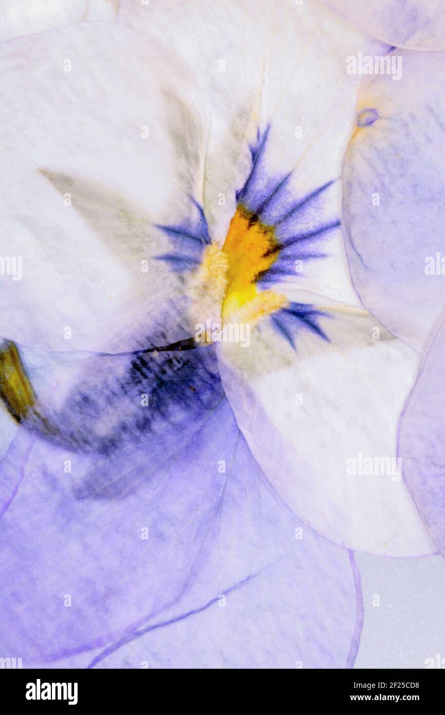 Pressed Flowers Abstract Stock Photo