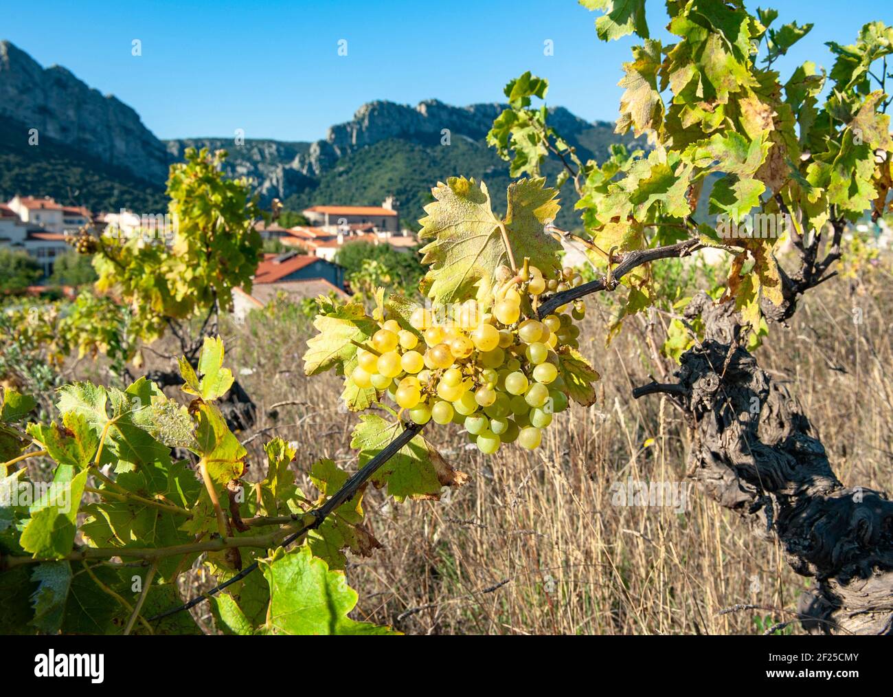The small town of SaintPauldeFenouillet is the capital of the Fenouillèdes Stock Photo Alamy