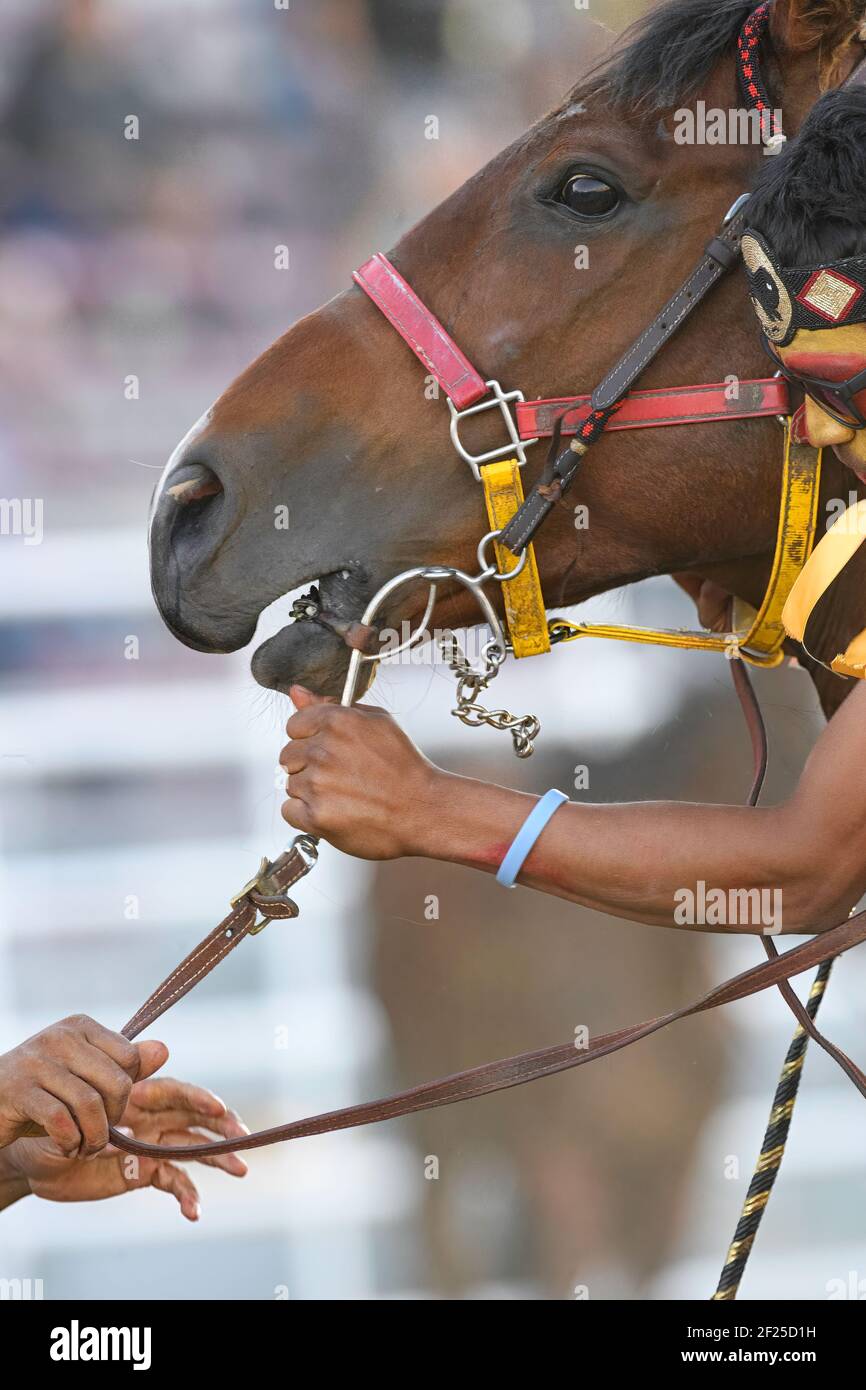 Blackfoot canada hi-res stock photography and images - Alamy