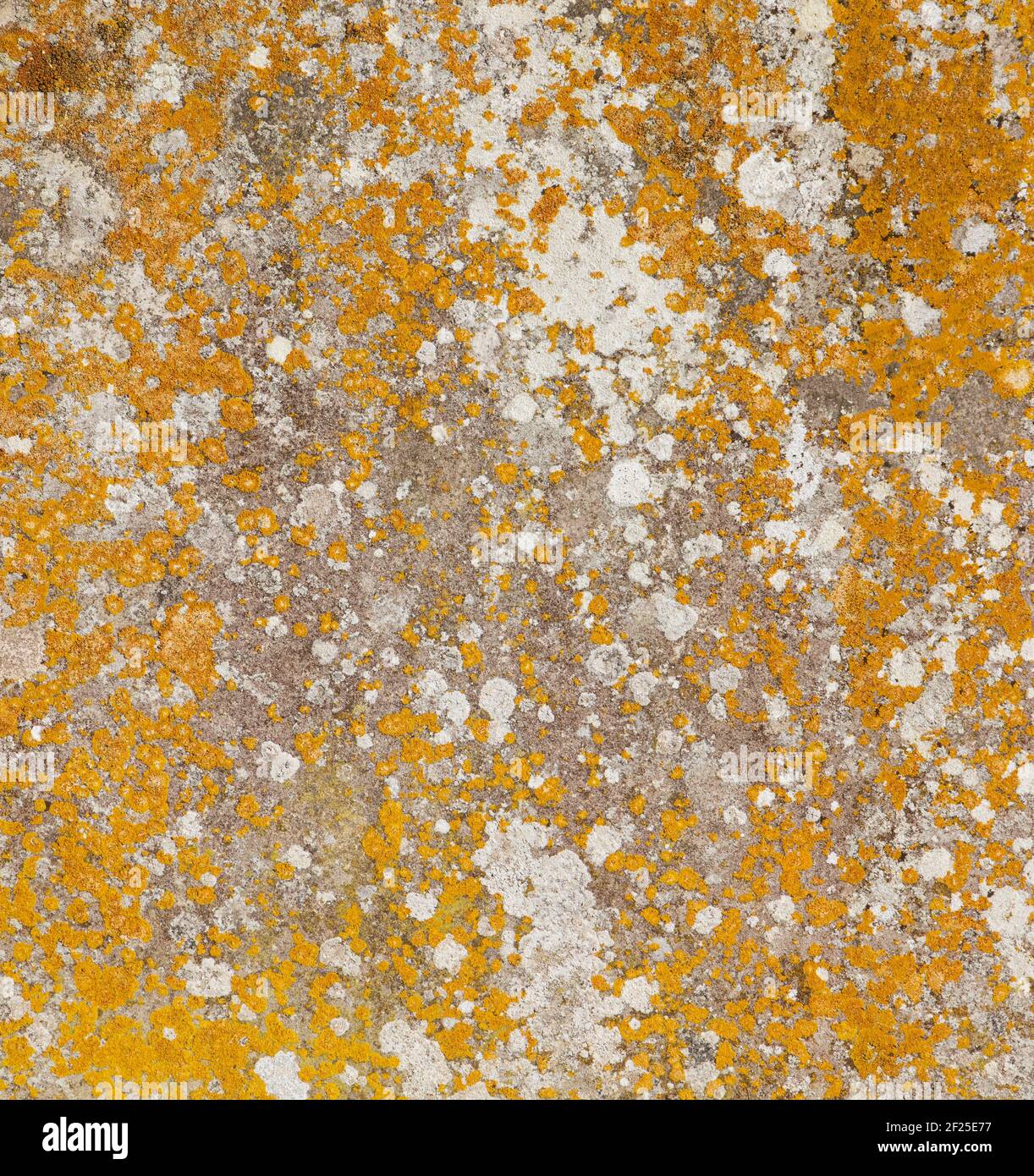 Old flat weathered stone with lichen. Background grunge texture overlay Stock Photo