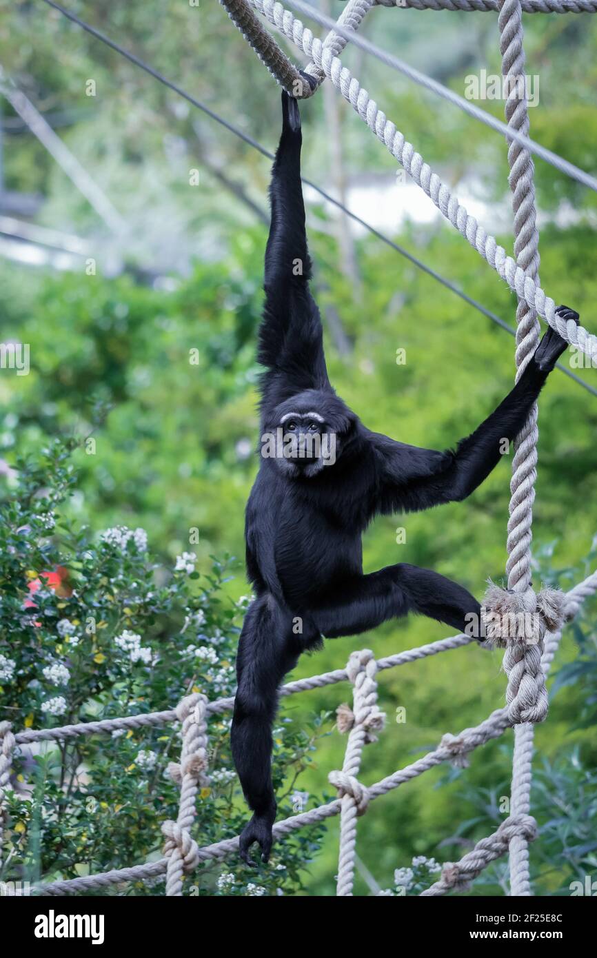 Agile Gibbon (hylobates agilis) Stock Photo