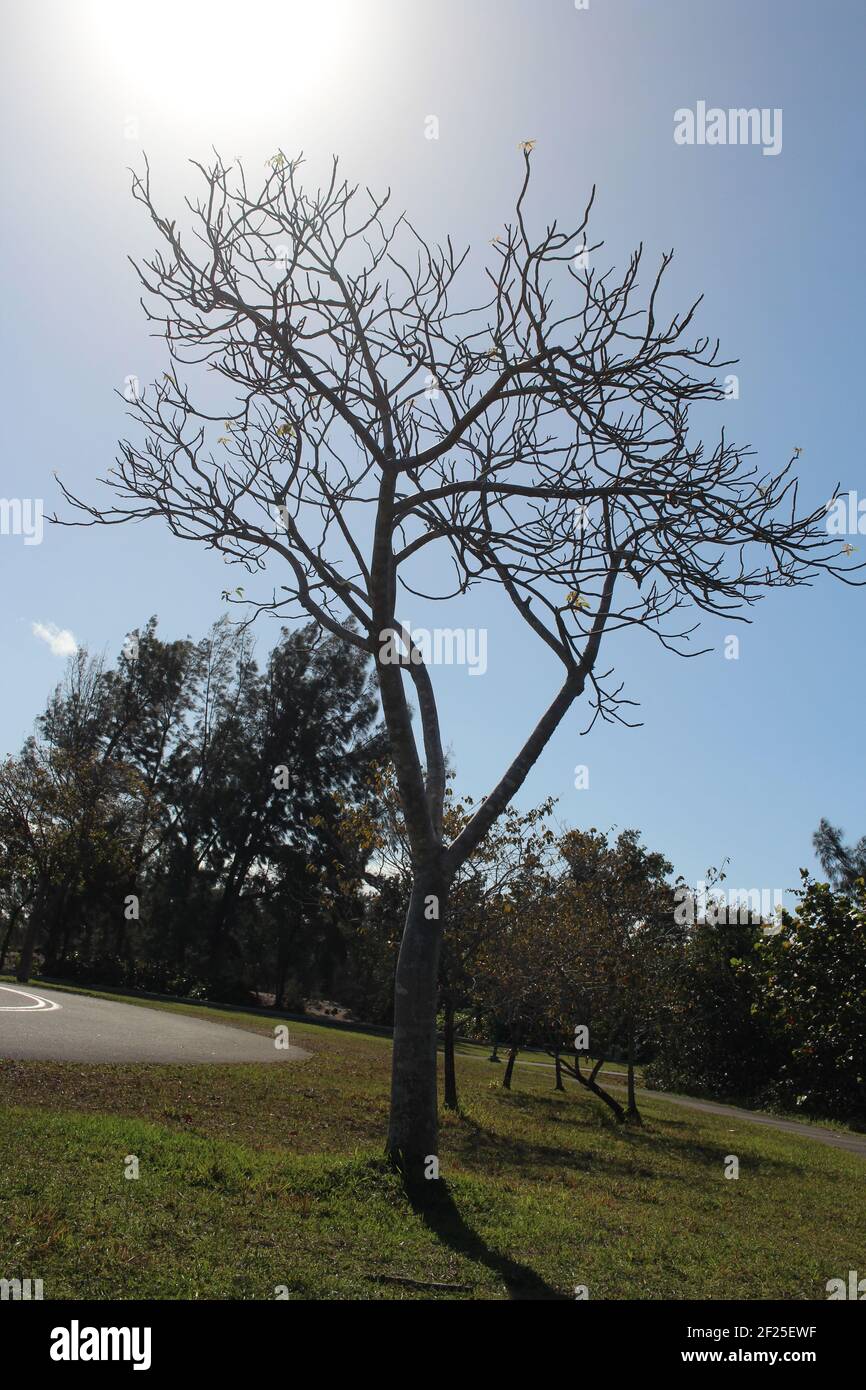 HIGH ANGLE TREES IN THE DAY Stock Photo - Alamy