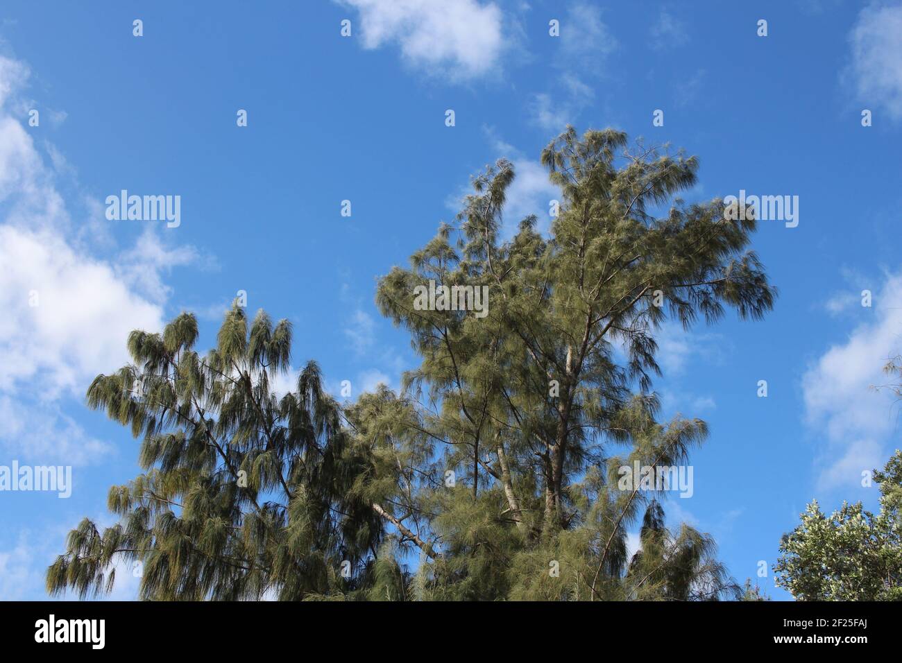 Silhouette trees sky landscape growth hi-res stock photography and ...