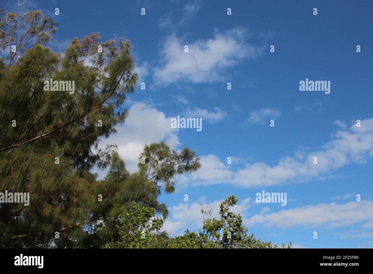 HIGH ANGLE TREES IN THE DAY Stock Photo - Alamy