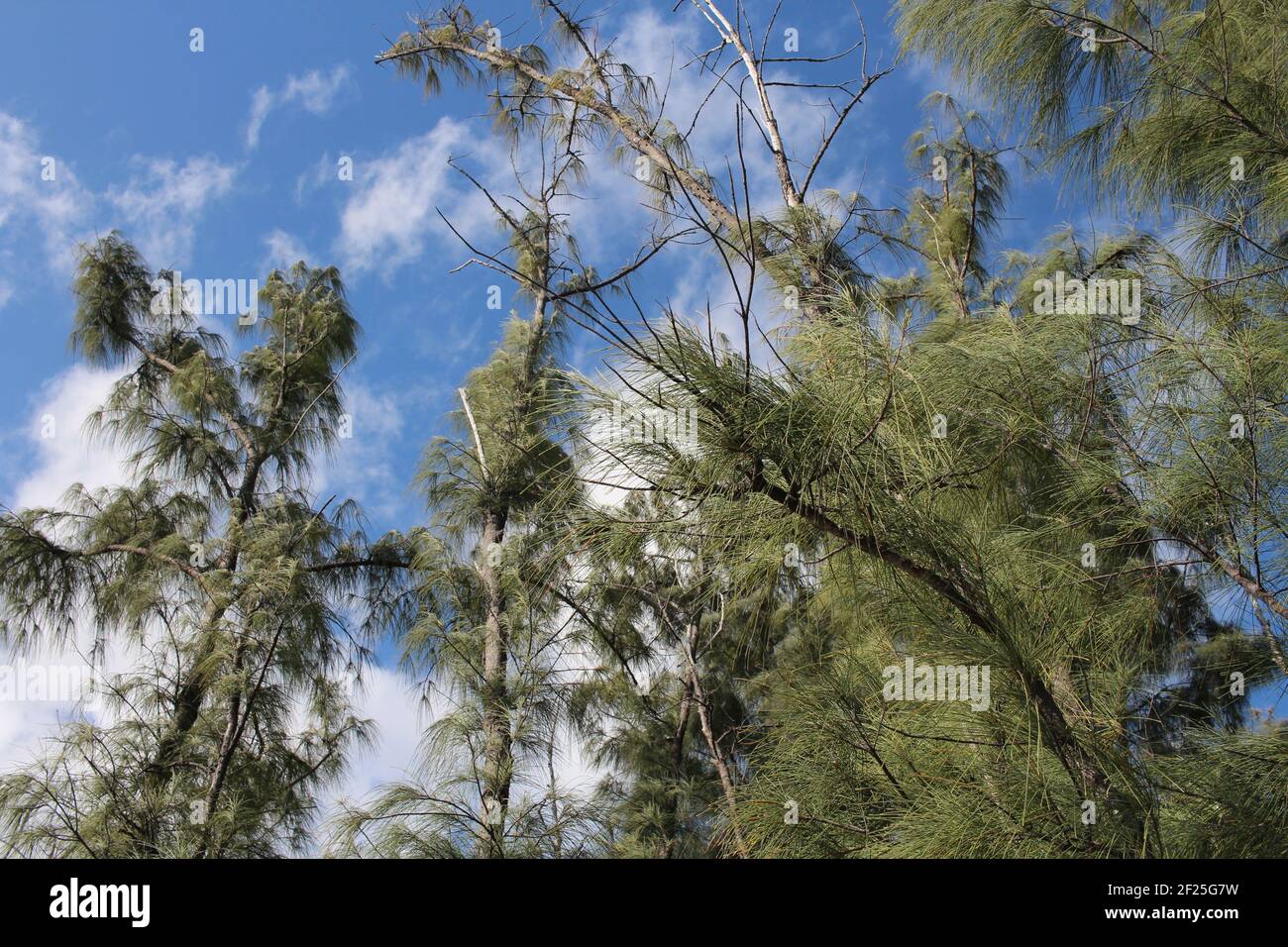 Pines in taiga hi-res stock photography and images - Alamy