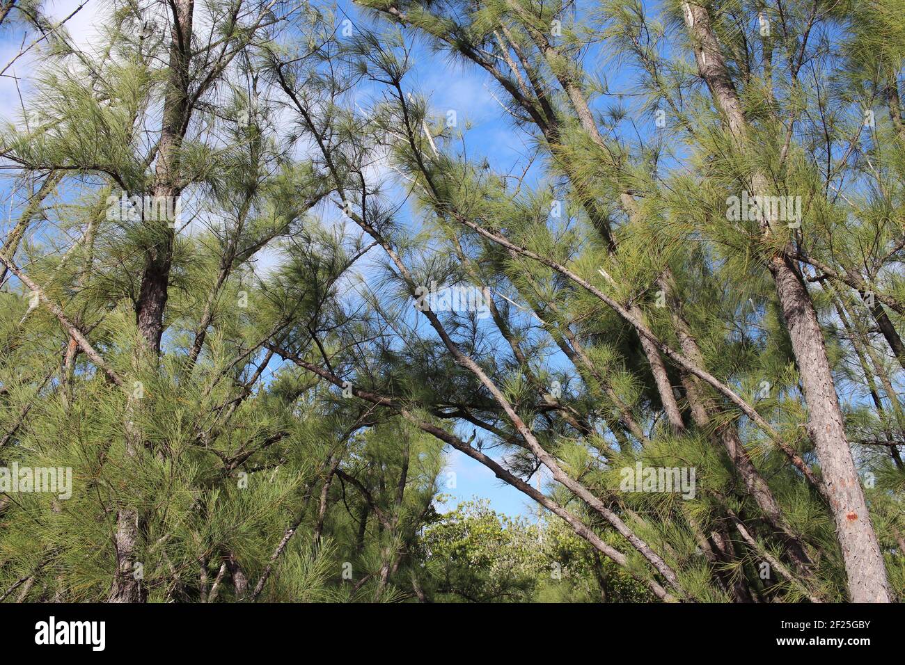 Silhouette trees sky landscape growth hi-res stock photography and ...
